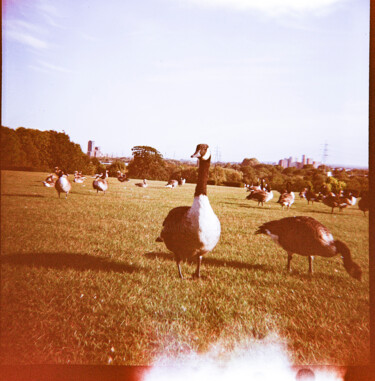 Φωτογραφία με τίτλο "Duck at Springfield…" από Juliana Vasquez, Αυθεντικά έργα τέχνης, Φωτογραφική ταινία