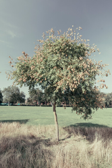 Photography titled "TREE IN HACKNEY DOW…" by Juliana Vasquez, Original Artwork, Digital Photography