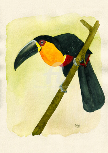 Pintura intitulada "Tucano de bico preto" por Julien Cachemaille, Obras de arte originais, Aquarela