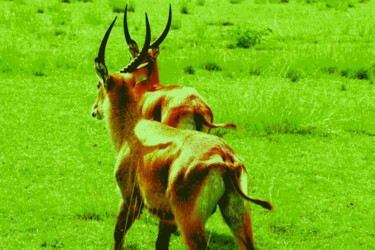 Photographie intitulée "Ugandan Kob strolli…" par Julius De Groote, Œuvre d'art originale, Photographie manipulée