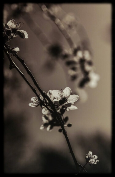 Фотография под названием "Hymn to Silence 1" - Junko, Подлинное произведение искусства, Цифровая фотография Установлен на Ал…