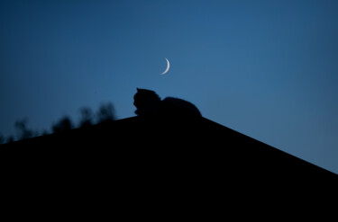 Photographie intitulée "Mooncat" par Jure Kralj, Œuvre d'art originale, Photographie numérique