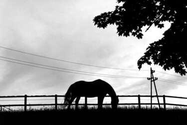 Photographie intitulée "Horse" par Jure Kralj, Œuvre d'art originale, Photographie numérique