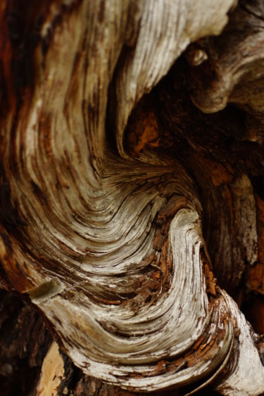 Fotografie mit dem Titel "Baum Detail" von Jutta Christandl, Original-Kunstwerk, Digitale Fotografie