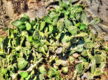 "Cactus" başlıklı Fotoğraf Ken Overman tarafından, Orijinal sanat, Dijital Fotoğrafçılık