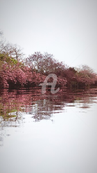 Photographie intitulée "Reflet des cerisier…" par Kasiopea, Œuvre d'art originale, Photographie numérique