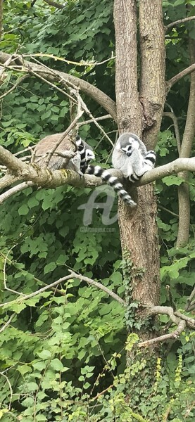 Фотография под названием "Maki Catta ©" - Kasiopea, Подлинное произведение искусства, Цифровая фотография