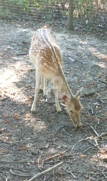 Фотография под названием "Bambi 2 ©" - Kasiopea, Подлинное произведение искусства, Цифровая фотография