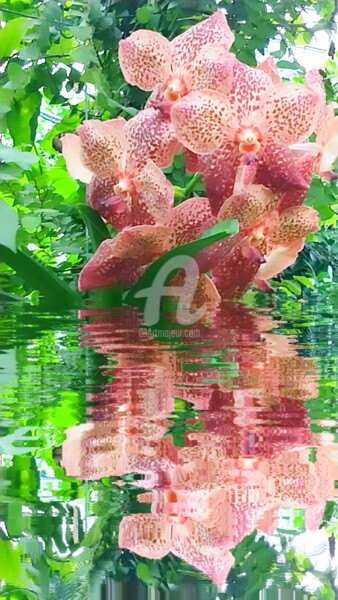 Photographie intitulée "Reflet des orchidée…" par Kasiopea, Œuvre d'art originale, Photographie numérique