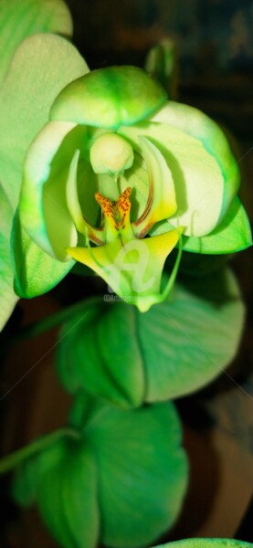 Fotografia zatytułowany „L'orchidée verte ©” autorstwa Kasiopea, Oryginalna praca, Fotografia cyfrowa