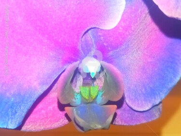 Photographie intitulée "L'orchidée oiseau ©" par Kasiopea, Œuvre d'art originale, Photographie numérique