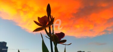 Fotografia zatytułowany „Du haut des orchidé…” autorstwa Kasiopea, Oryginalna praca, Fotografia cyfrowa