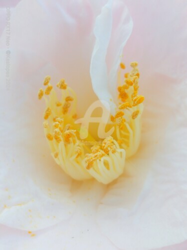 Photography titled "Étamines de la rose…" by Kasiopea, Original Artwork, Digital Photography