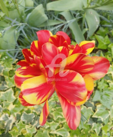 Fotografía titulada "Tulipe à l'envers ©" por Kasiopea, Obra de arte original, Fotografía digital