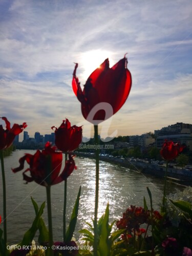 Fotografia intitolato "Les tulipes rouges ©" da Kasiopea, Opera d'arte originale, Fotografia digitale