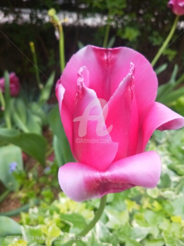 Фотография под названием "Le mage tulipe ©" - Kasiopea, Подлинное произведение искусства, Цифровая фотография