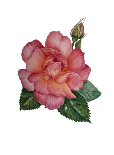 Pittura intitolato "Rose" da Katerina Slastin, Opera d'arte originale, Acquarello