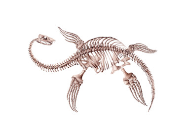 Картина под названием "Plesiosaurus, Cimol…" - Katya Shiova, Подлинное произведение искусства, Акварель