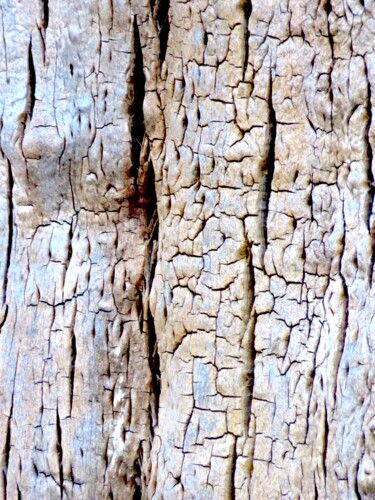 Photography titled "Wood 21" by Ken Lerner, Original Artwork, Digital Photography