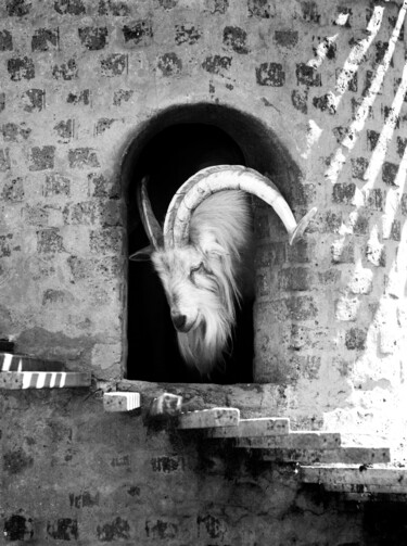 "Goat portrait" başlıklı Fotoğraf Kim Stone tarafından, Orijinal sanat, Dijital Fotoğrafçılık