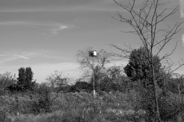 Photography titled "A Purple Martin Fee…" by Llewellyn Berry, Original Artwork, Digital Photography