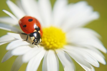 Fotografie mit dem Titel "ladybug on a daisy" von Klaus Vartzbed, Original-Kunstwerk