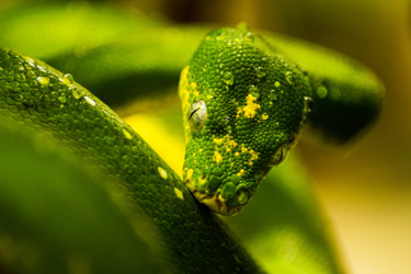 Photographie intitulée "green snake with dr…" par Klaus Vartzbed, Œuvre d'art originale, Photographie numérique