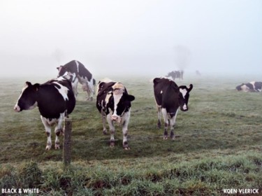 Photographie intitulée "BLACK & WHITE" par Koen Vlerick, Œuvre d'art originale