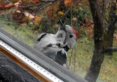 Photographie intitulée "Woodpecker Visit" par Kristian Serbak, Œuvre d'art originale, Photographie numérique