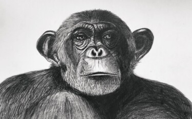 Drawing titled "Chimpanzee" by Kseniya Martynova, Original Artwork, Pencil