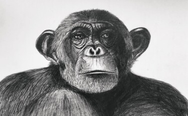 Рисунок под названием "Chimpanzee" - Kseniya Martynova, Подлинное произведение искусства, Карандаш