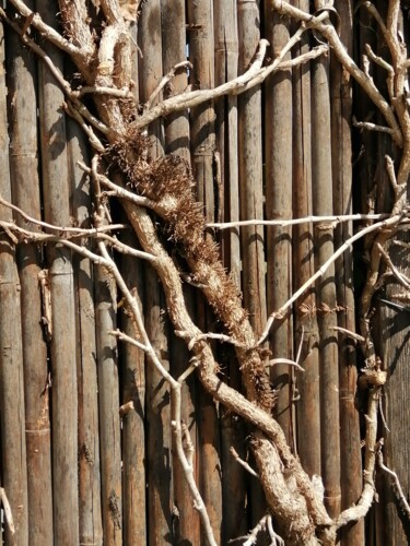 Photographie intitulée "Roots" par L.Kissner, Œuvre d'art originale, Photographie numérique