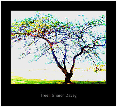 Photographie intitulée "Tree" par Ladymouse, Œuvre d'art originale, Photographie manipulée