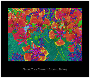제목이 "Flame Tree Flower"인 사진 Ladymouse로, 원작, 조작된 사진