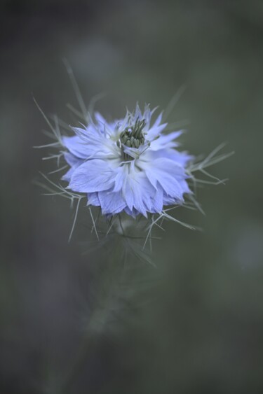Fotografie mit dem Titel "Floral" von Laetitia Servant, Original-Kunstwerk, Digitale Fotografie