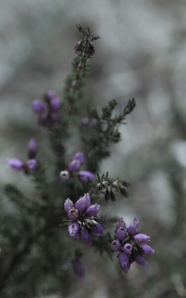 Fotografie getiteld "Violettes" door Laetitia Servant, Origineel Kunstwerk, Digitale fotografie