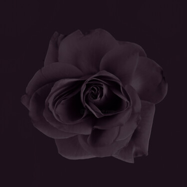 「Purple dark rose」というタイトルの写真撮影 Larisa Siverinaによって, オリジナルのアートワーク, 操作されていない写真