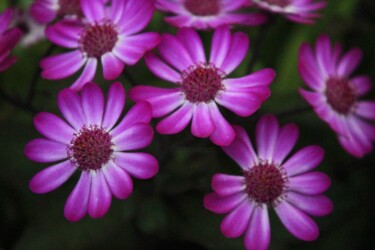 Φωτογραφία με τίτλο "Fleurs violettes" από Lauranne, Αυθεντικά έργα τέχνης, Ψηφιακή φωτογραφία