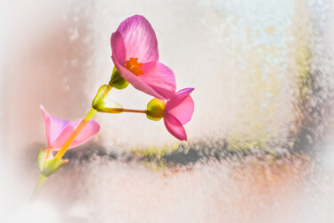 Photographie intitulée "Flower at the window" par Lavinia Radu, Œuvre d'art originale, Photographie numérique