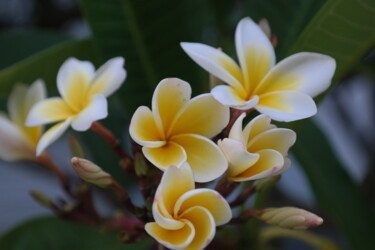 Photographie intitulée "Plumeria" par Lavinia, Œuvre d'art originale, Photographie numérique