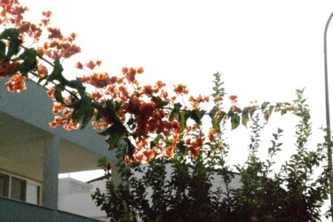 "Bougainvillea 2" başlıklı Fotoğraf Lavinia tarafından, Orijinal sanat, Fotoşopsuz fotoğraf