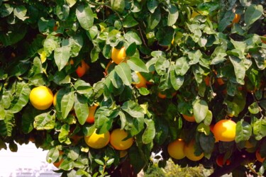 Photographie intitulée "Orange tree" par Lavinia, Œuvre d'art originale, Photographie numérique