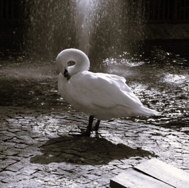 Photography titled "Swan 2" by Lavinia, Original Artwork, Digital Photography