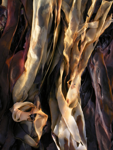 Фотография под названием "algues2952-w.jpg" - Robert Lebarbier, Подлинное произведение искусства