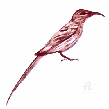 Peinture intitulée "Sugarbird (Study)" par Leendert Hendrik, Œuvre d'art originale, Aquarelle