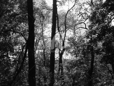 Fotografia intitolato "Forest" da Lenka Graner, Opera d'arte originale