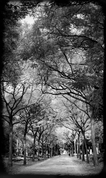 Photographie intitulée "Allee im Friedhof" par Leopold Brix, Œuvre d'art originale, Photographie numérique