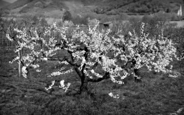 Photographie intitulée "Der Kirschbaum" par Leopold Brix, Œuvre d'art originale, Photographie numérique