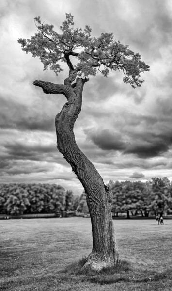 "Der einzelne Baum (…" başlıklı Fotoğraf Leopold Brix tarafından, Orijinal sanat, Dijital Fotoğrafçılık