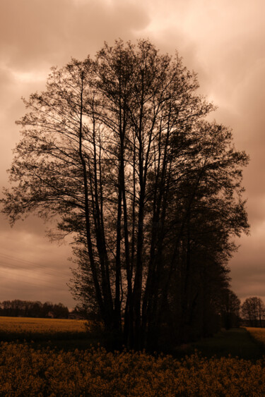 Fotografie mit dem Titel "natur #4" von Lichtfresser, Original-Kunstwerk, Digitale Fotografie